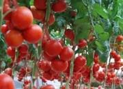 天津产番茄出口达19万吨