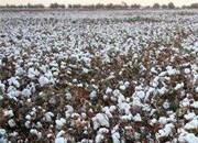 国家统计局关于2016年棉花产量的公告