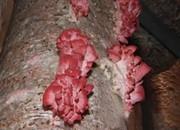 俄罗斯粉色小平菇栽培成功,每天可产平菇150公斤