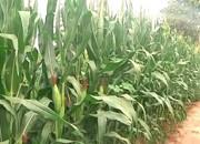 夏玉米灌浆期的管理