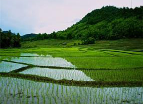 巧除稻田青苔