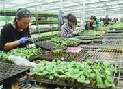 农业技术助理农民创富