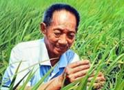 袁隆平再度携手广东攻关绿色高产超级稻