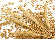 2016年12月27日国储拍卖最低收购价小麦早籼稻交易时间