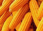 黑龙江政府办公厅下发通知保障玉米顺利外运