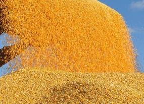 东北地区玉米收购价格监测信息 （12月12日-12月18日）