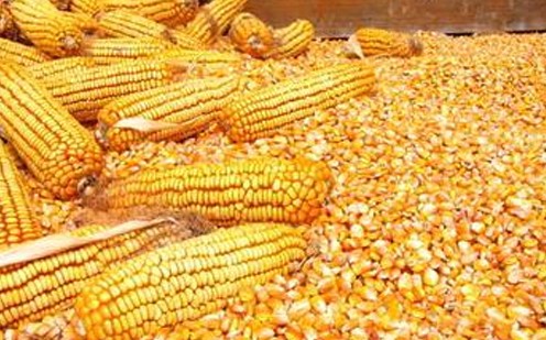 农产品：玉米或迎改革年