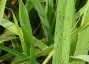 水稻常见虫害防治技术