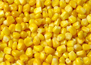 东北地区玉米收购价格监测信息