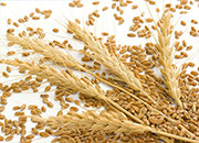 小麦托市收购为六省农民增收110多亿元