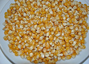 出售可做乳猪料玉米！玉米出售！