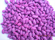 长期大量收购报废包衣棉籽大豆油葵