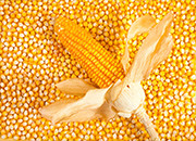 东北地区新产玉米累计收购4788万吨