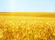 “最低收购价”加剧全球麦市供应过剩