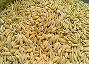 江苏省盐城市出售2016年稻子1000吨