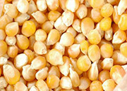 截至2月16日当周美国玉米出口检验量报告