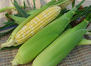 多种因素支撑东北玉米价格筑底