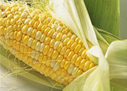 供给侧改革让玉米市场重现生机