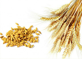 政府工作报告：减玉米增优麦与优稻