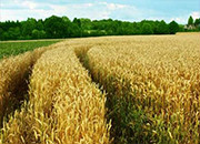 强麦市场走俏 种植管理有讲究
