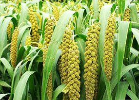 将谷子纳入主粮种植范畴