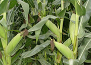 辽宁大连调减玉米种植面积1.3万公顷