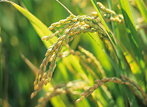国储水稻拍卖增加，去库存缓慢
