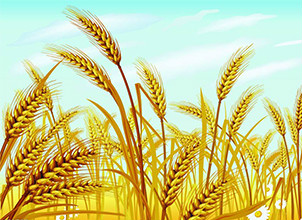 明日计划竞价销售 30 万吨 2016 年产小麦