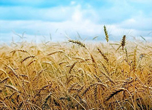 全球小麦市场一周要闻：美元走软　需求改善　小麦价格上涨