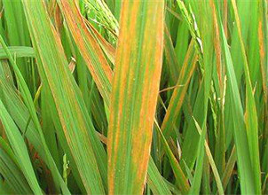 水稻稻瘟病的发生与有效防治方法