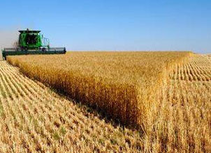 濮阳市启动小麦最低收购价执行预案