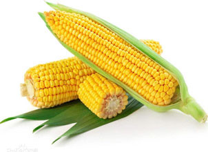 跟随小麦市场升势 CBOT玉米期货收高