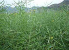 大量供应油菜籽