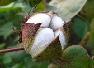 因美国农业部下调棉花种植面积预估 期棉收高