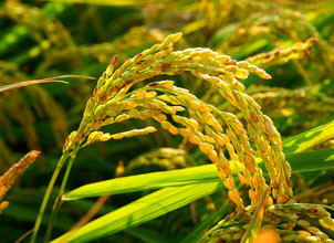 8月1日稻谷竞价销售交易--太仓市粮食购销有限公司