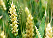 小麦市场7月第四周监测报告