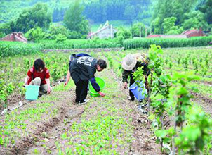 铁岭县开发套种新模式