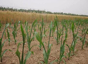 玉米除草剂药害来袭　你中招了吗？