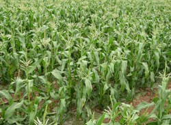 玉米中后期防衰保产技术措施